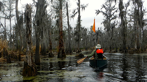 Group kayaking over a swamp